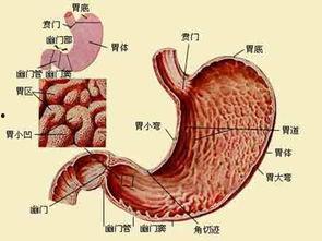 医生爆料切胃胃癌的视频,医生亲述惊心动魄的救治历程  第1张 医生爆料切胃胃癌的视频,医生亲述惊心动魄的救治历程  第1张