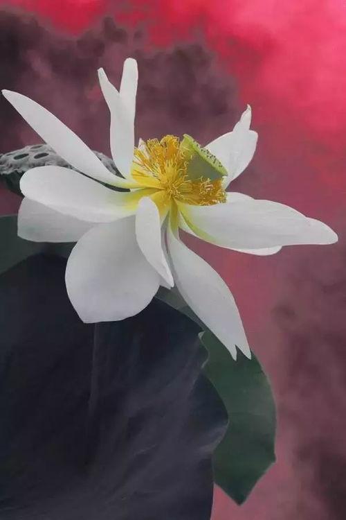 莲花一生最新爆料是真的吗,真相揭秘,是真是假引热议  第3张 莲花一生最新爆料是真的吗,真相揭秘,是真是假引热议  第3张
