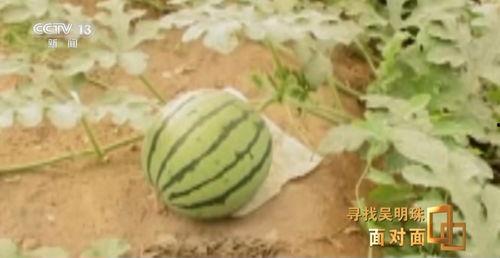西藏网红吃瓜入口,入口瞬间引发全网热议!  第2张 西藏网红吃瓜入口,入口瞬间引发全网热议!  第2张