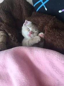 网红猫吃贝贝瓜视频,贝贝瓜成新宠!