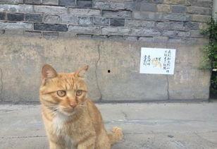 网红猫吃贝贝瓜视频,贝贝瓜成新宠!  第3张 网红猫吃贝贝瓜视频,贝贝瓜成新宠!  第3张